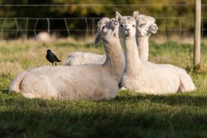 Small crow in the family Corvidae resting on back of white alpaca in English field
